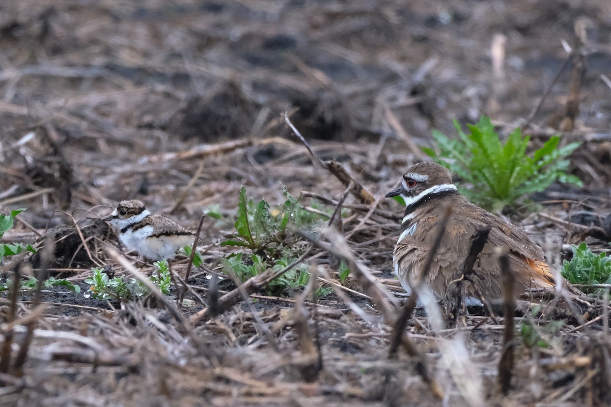 Killdeer - ML618492647