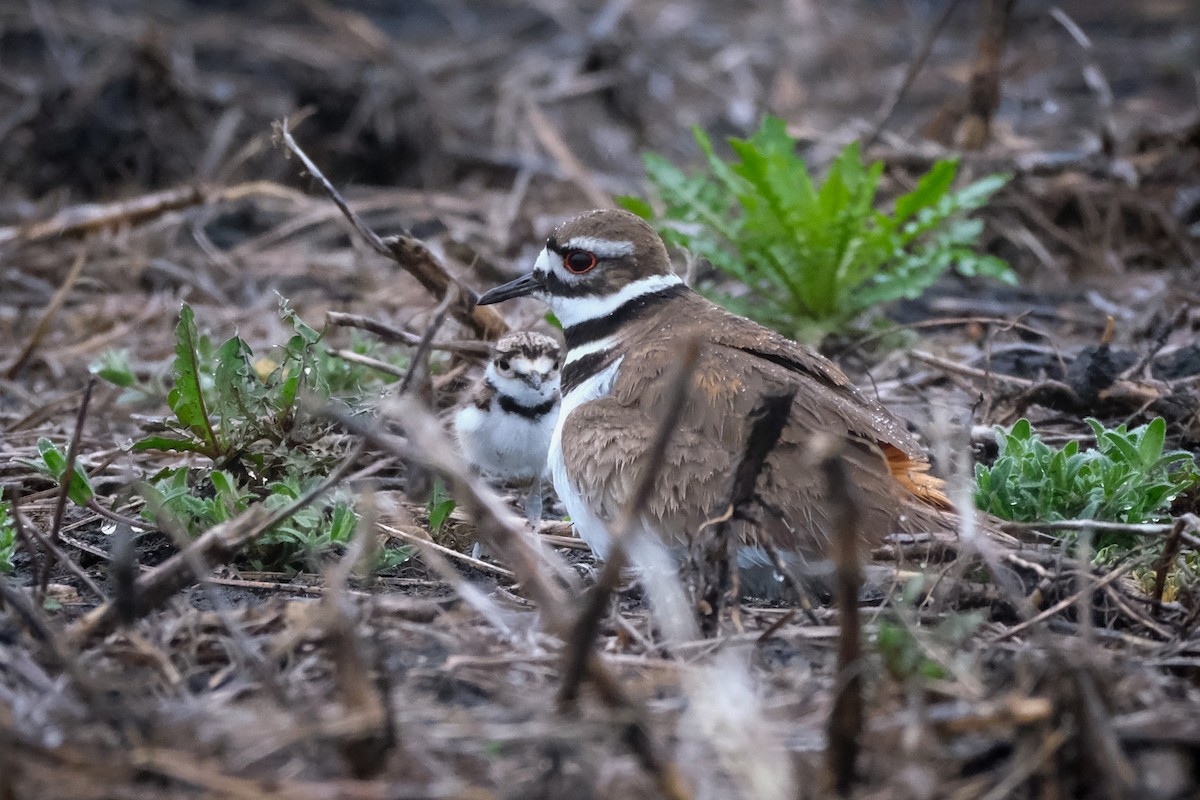 Killdeer - ML618492653