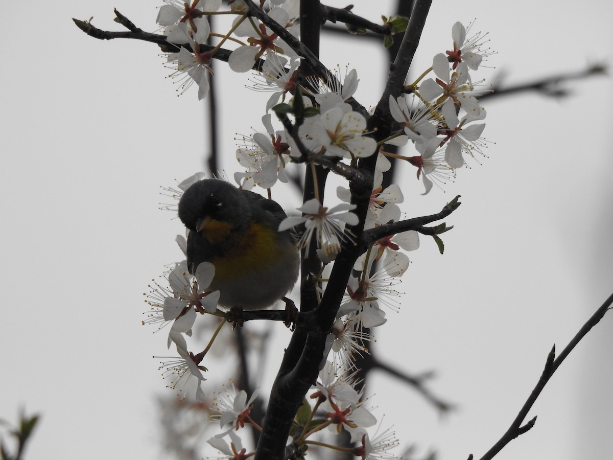 Northern Parula - Jacques Bélanger