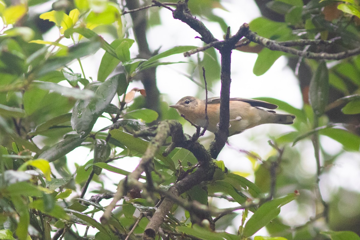 Bay-breasted Warbler - ML618492668