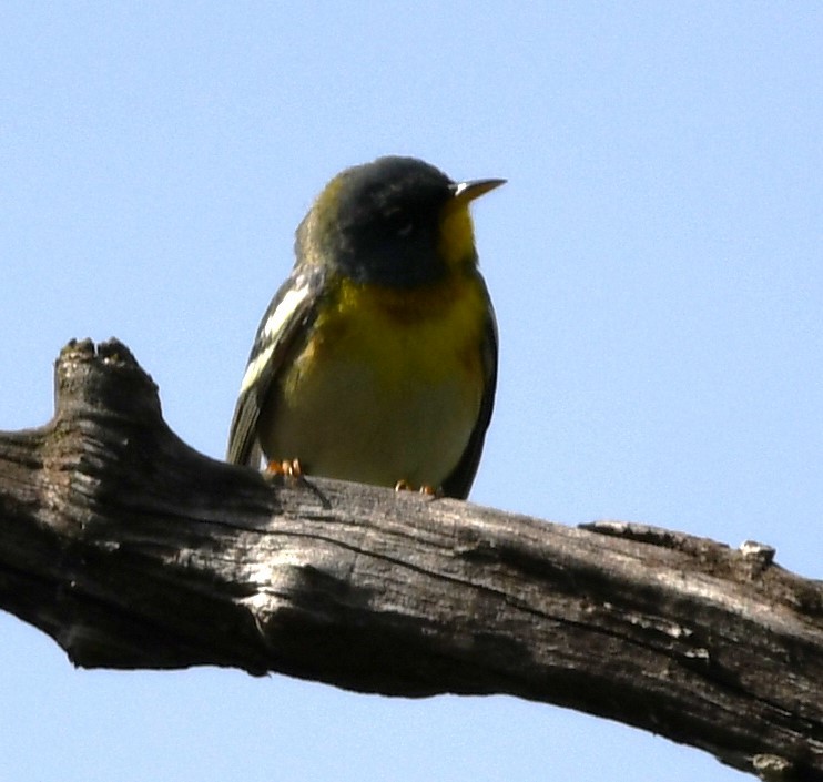 Northern Parula - Scott Shipplett