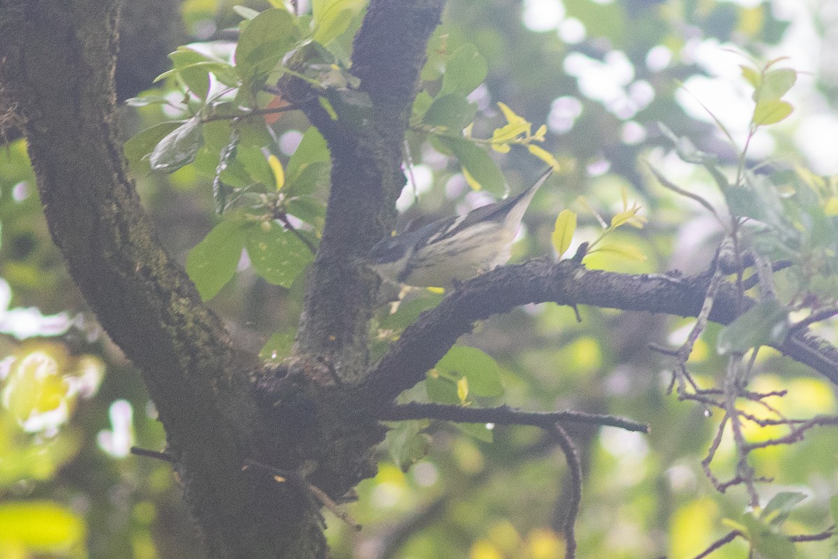 Cerulean Warbler - ML618492717