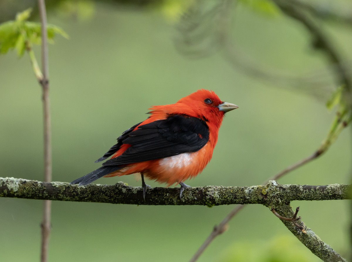 Scarlet Tanager - ML618492725