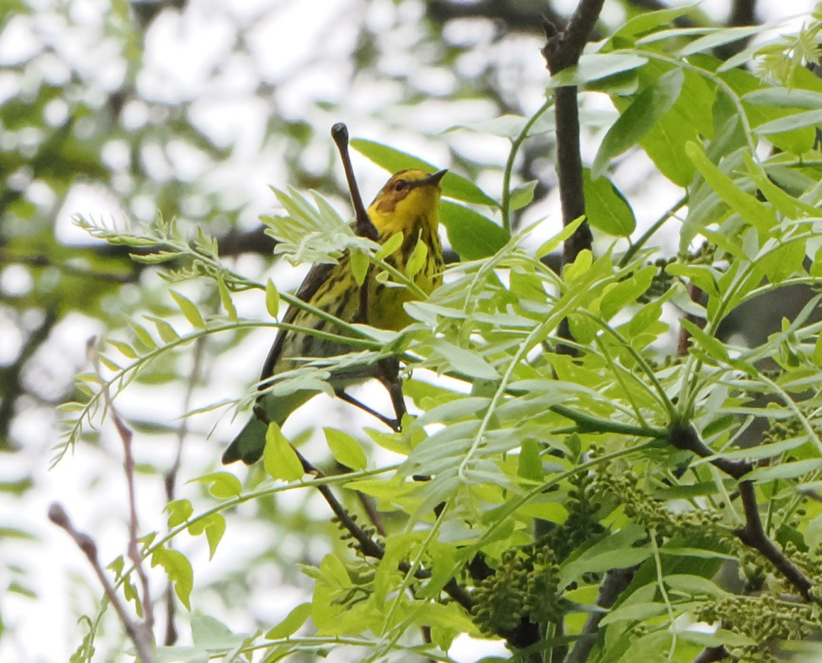 Cape May Warbler - ML618492733