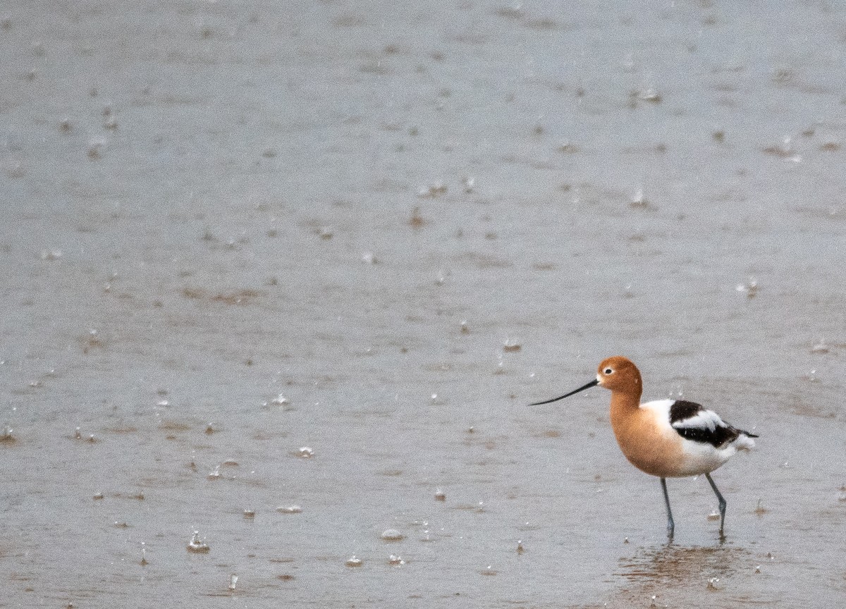 American Avocet - cynthia mullens