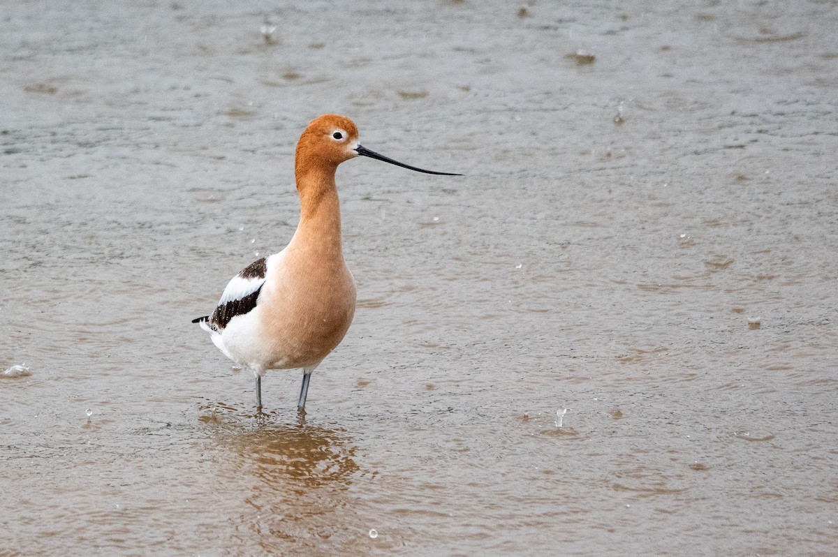 American Avocet - ML618492743