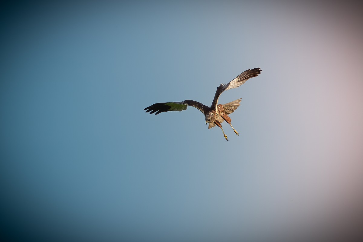 Western Marsh Harrier - ML618492760