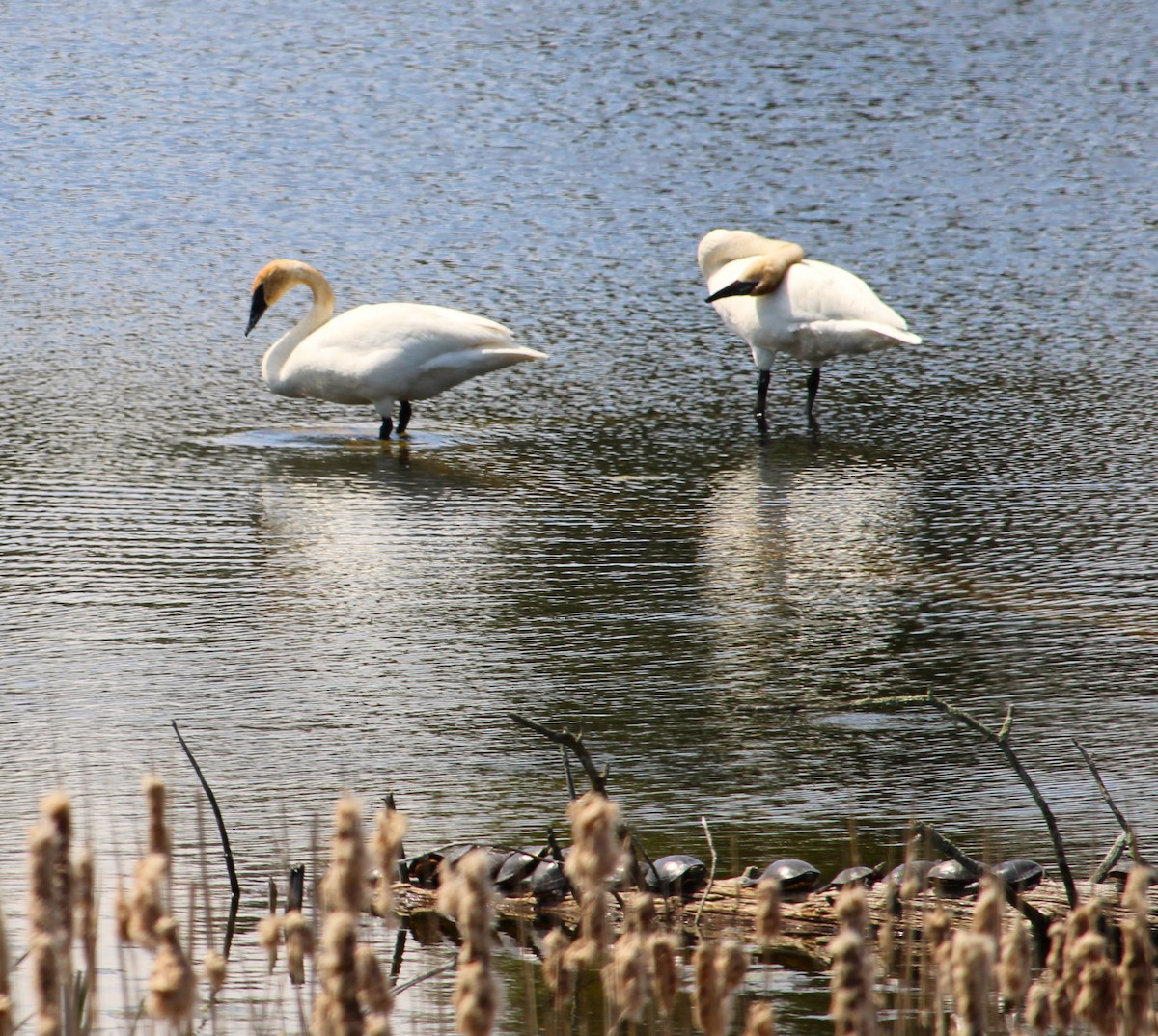 Trumpeter Swan - Hilary Dickson