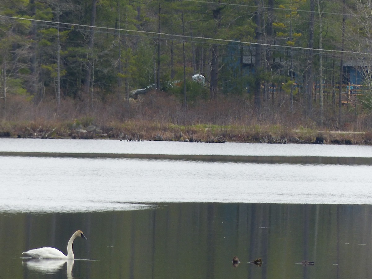 Trumpeter Swan - ML618492771