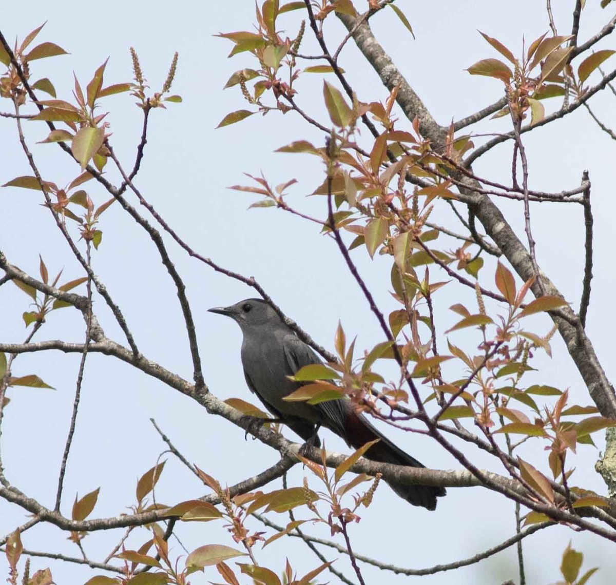 Gray Catbird - Nick Bolgiano