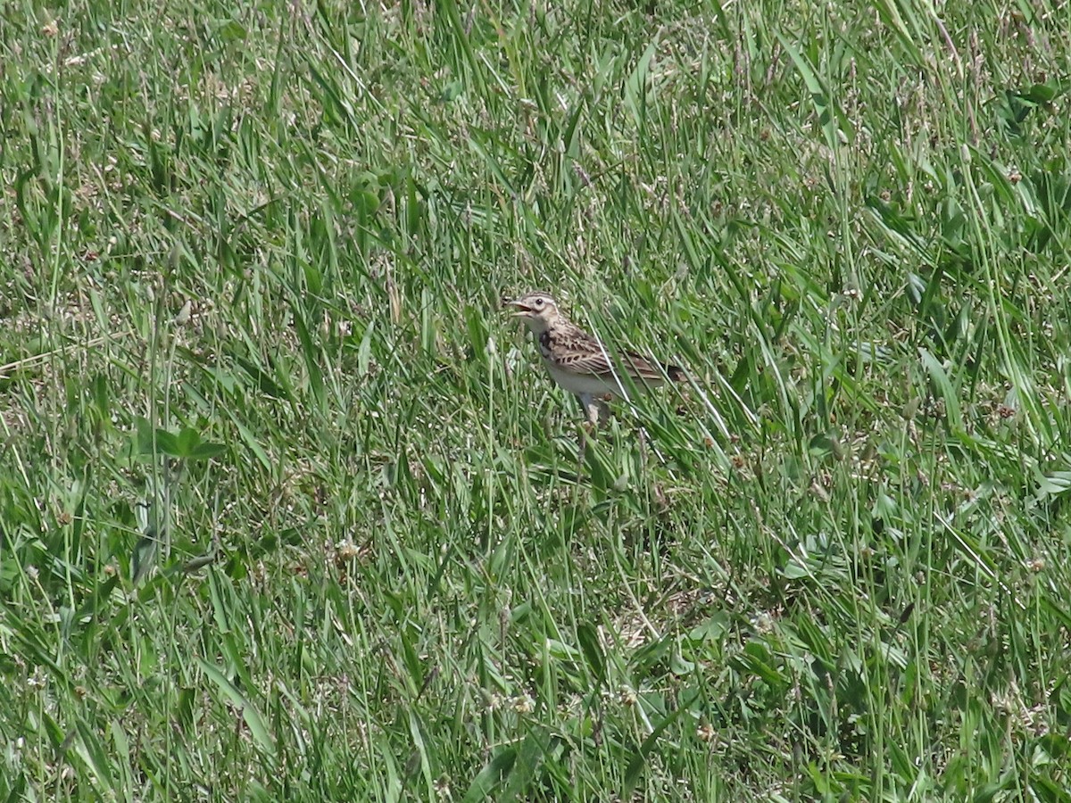 Eurasian Skylark - Megumi Yoshio