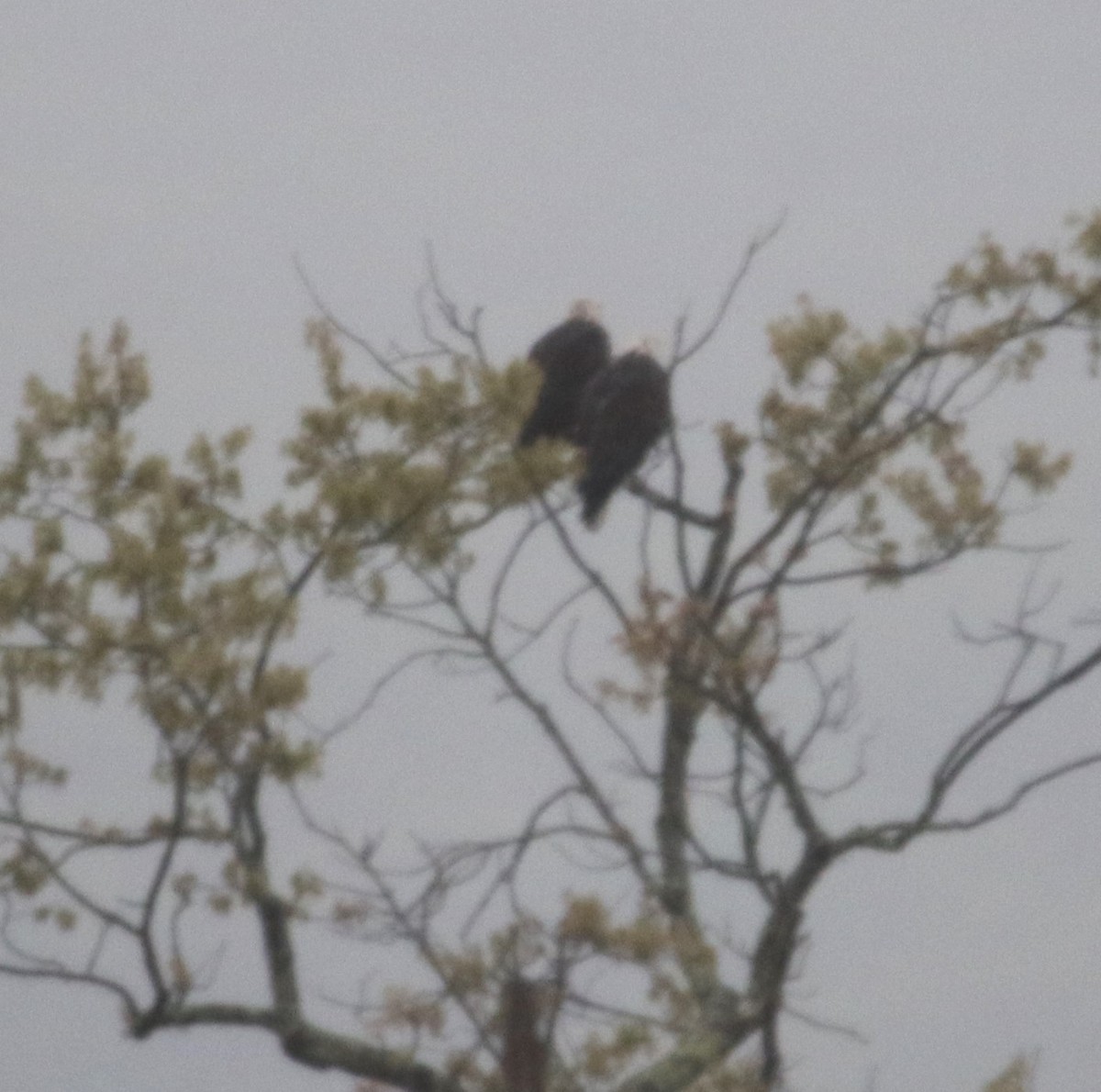 Bald Eagle - Karen Miller