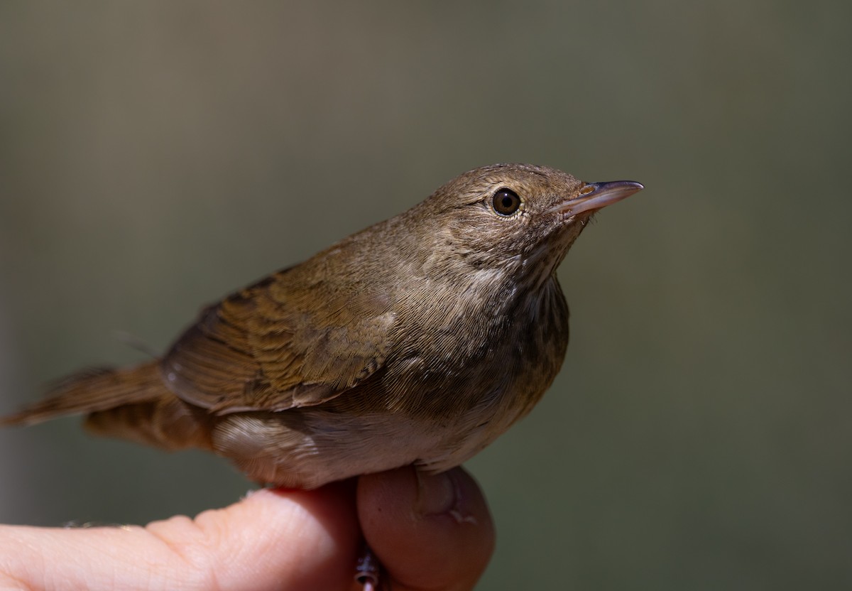 River Warbler - ML618492811