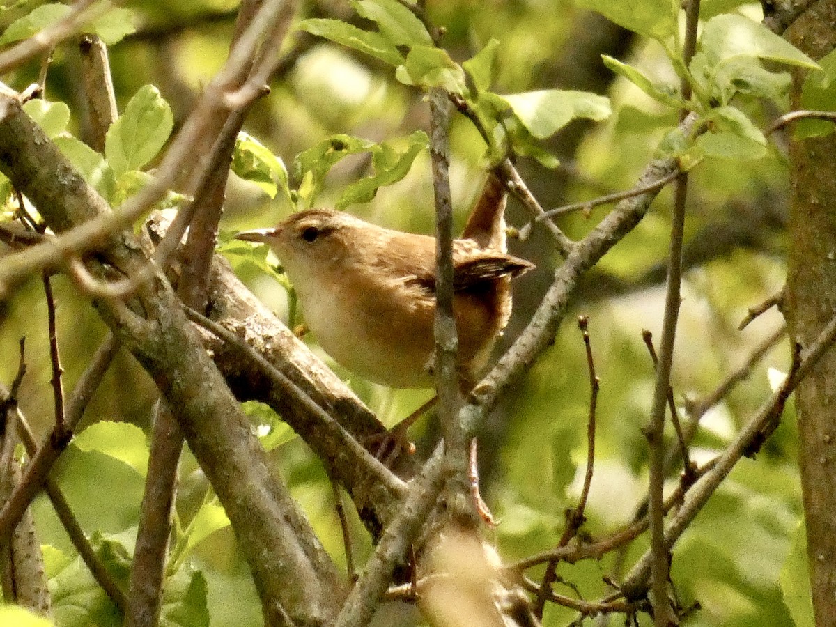 Marsh Wren - ML618492839