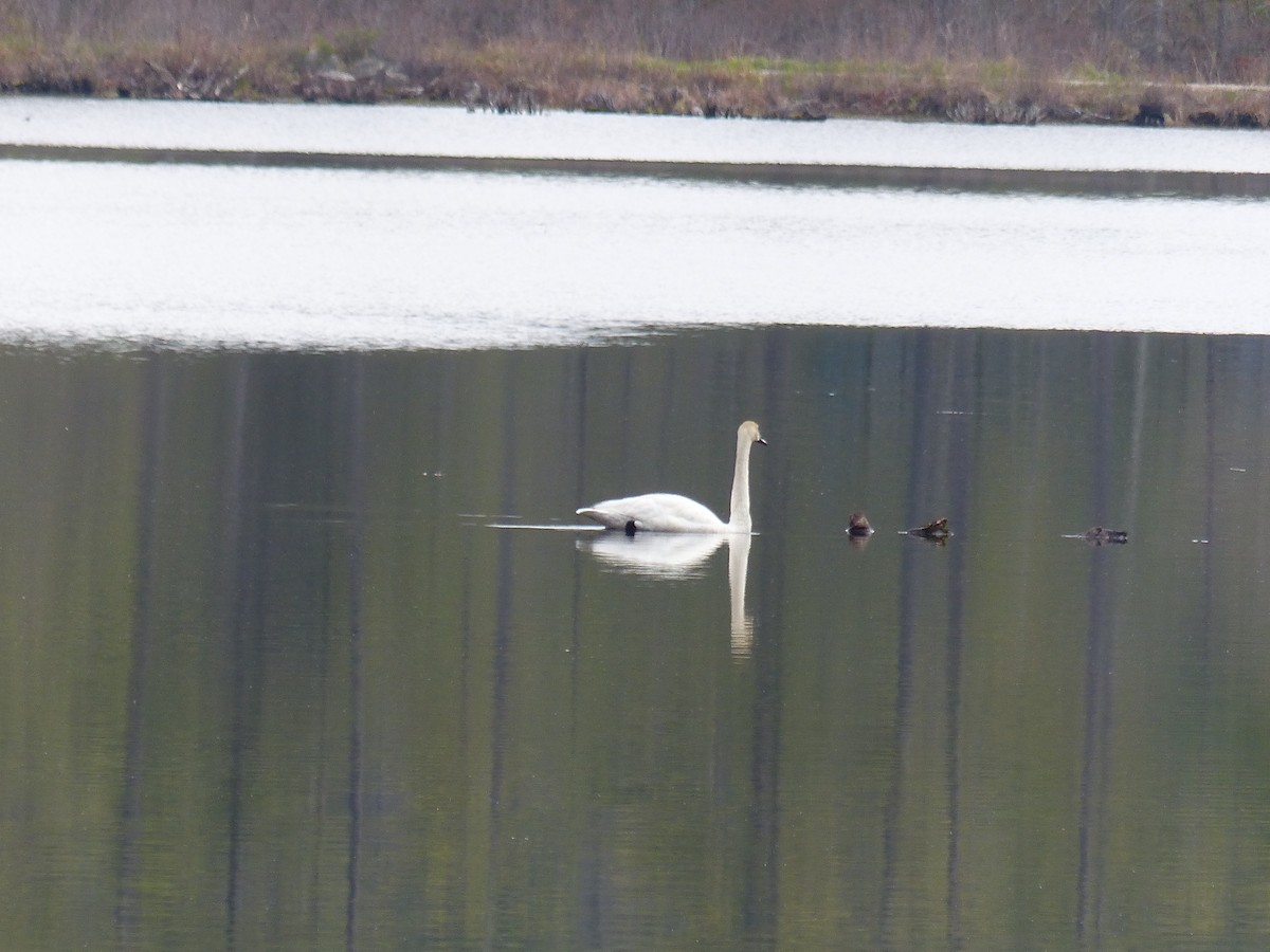 Cisne Trompetero - ML618492849