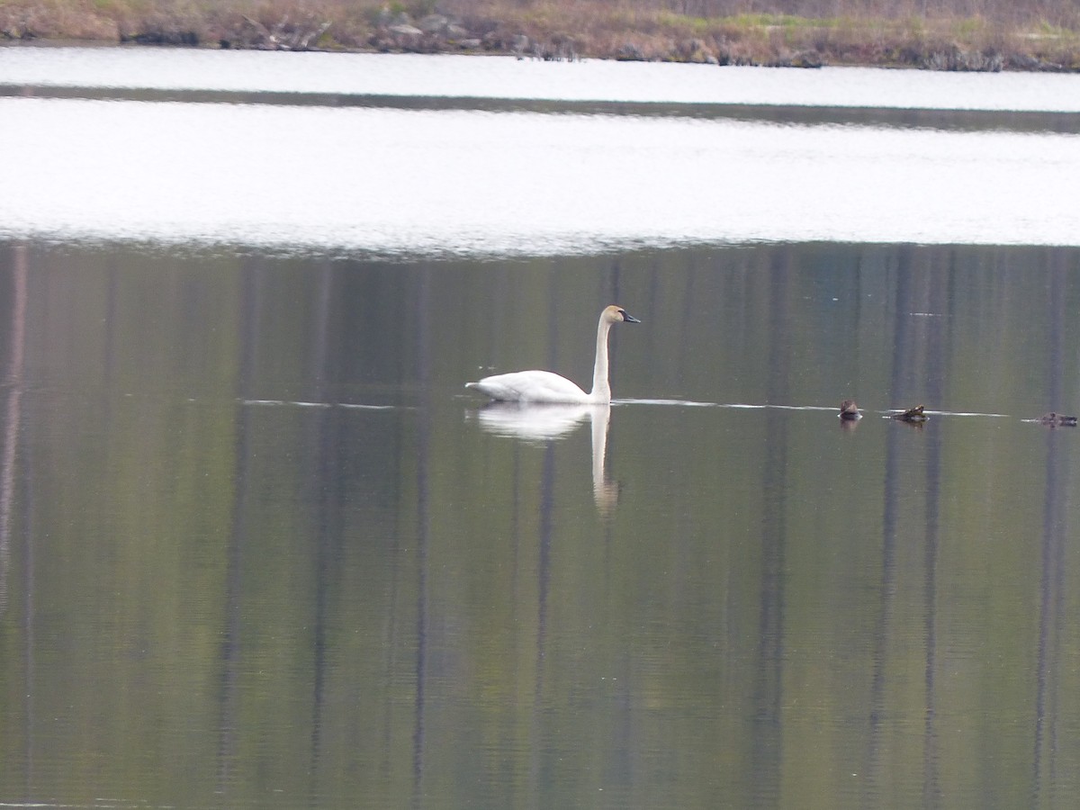 Trumpeter Swan - ML618492850