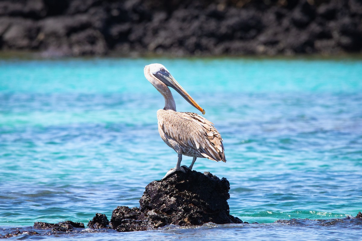 Brown Pelican - ML618492856