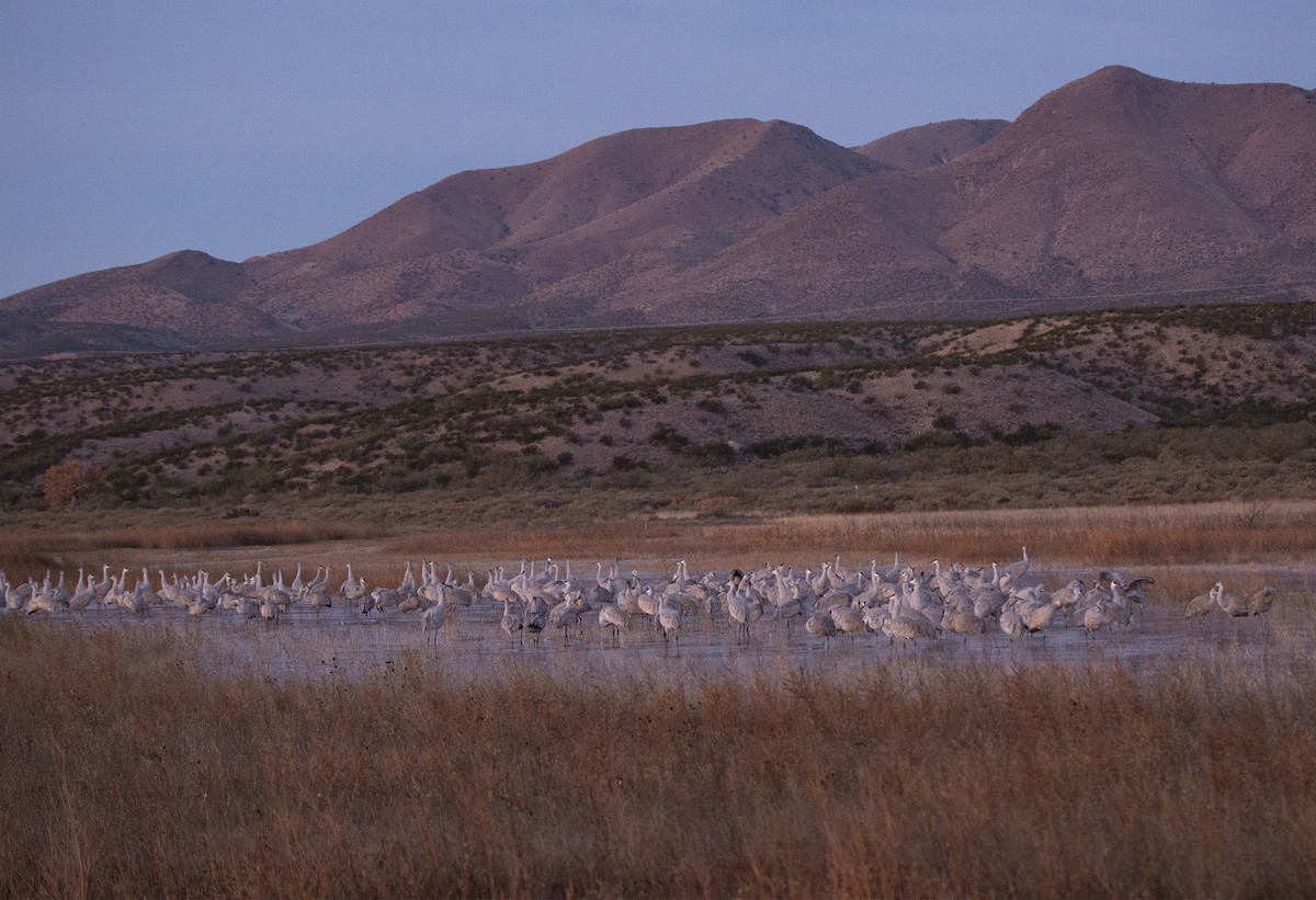 Snow Goose - ML618492897