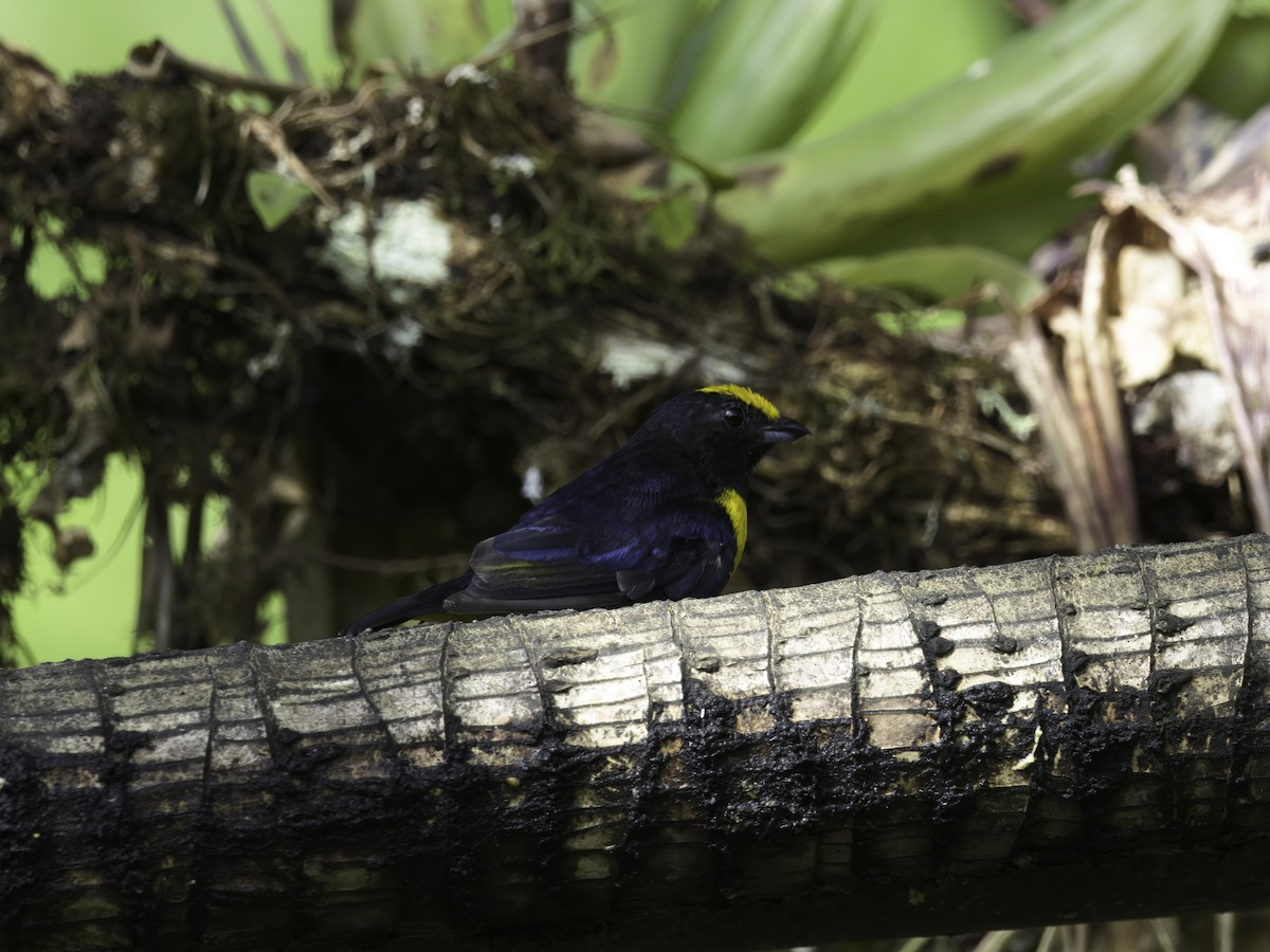 Orange-crowned Euphonia - ML618492914