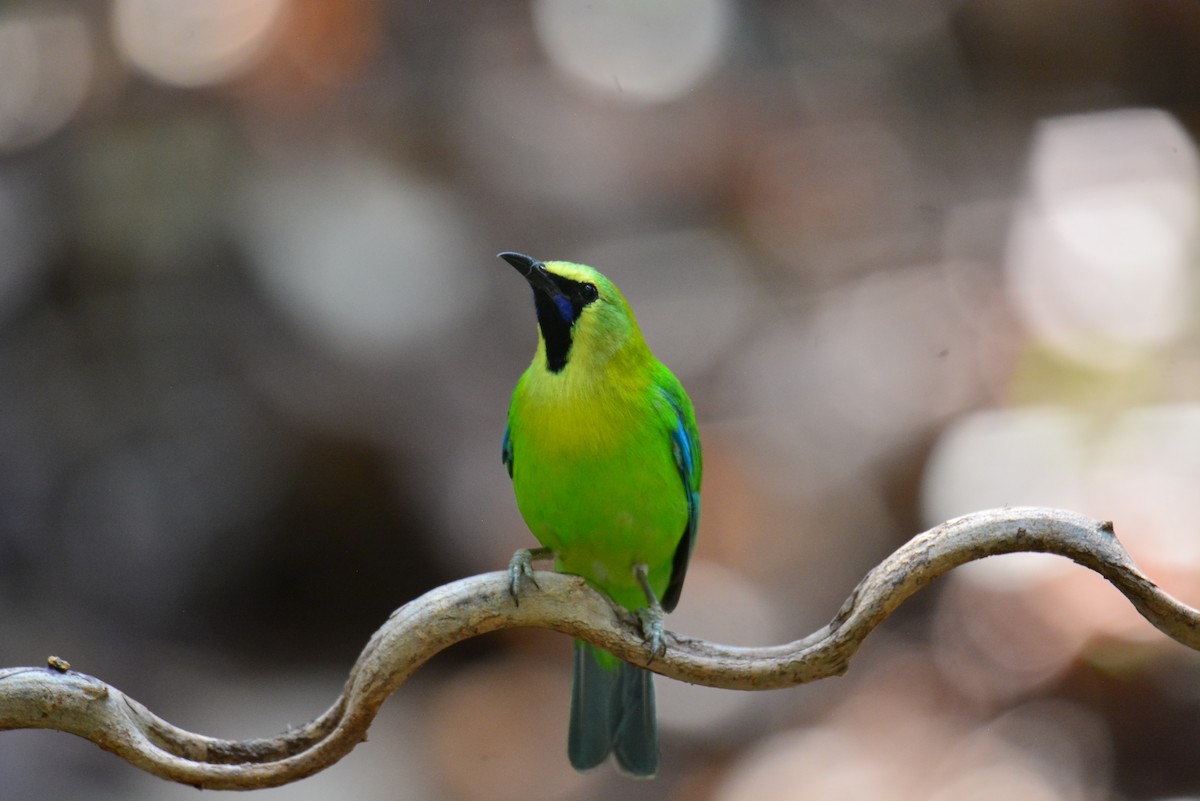 Blue-winged Leafbird - Jukree Sisonmak