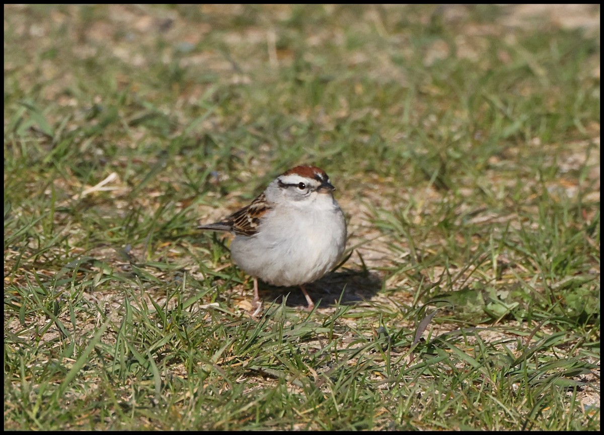 Chipping Sparrow - Tom Pavlik