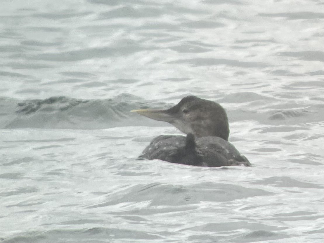 Yellow-billed Loon - ML618493000