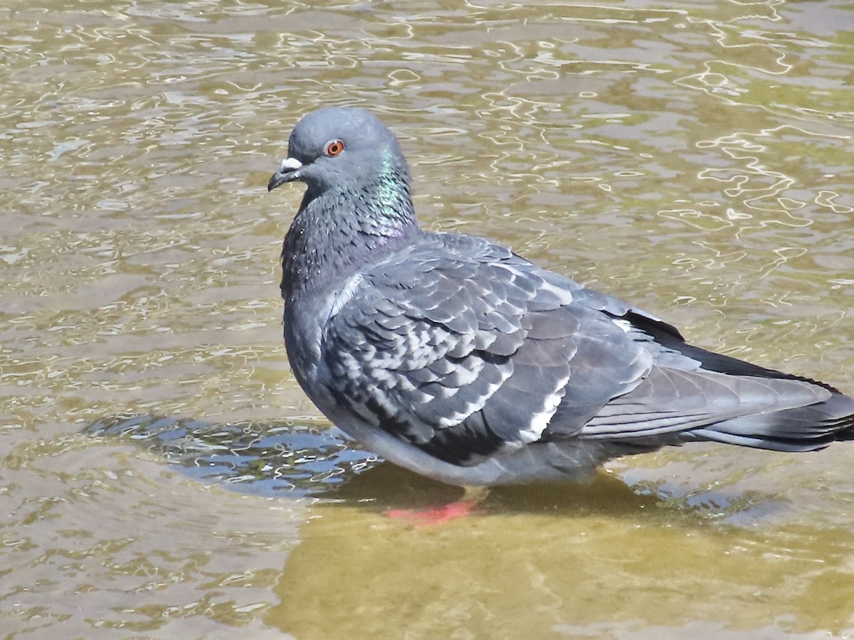 Сизый голубь (Одомашненного типа) - ML618493001
