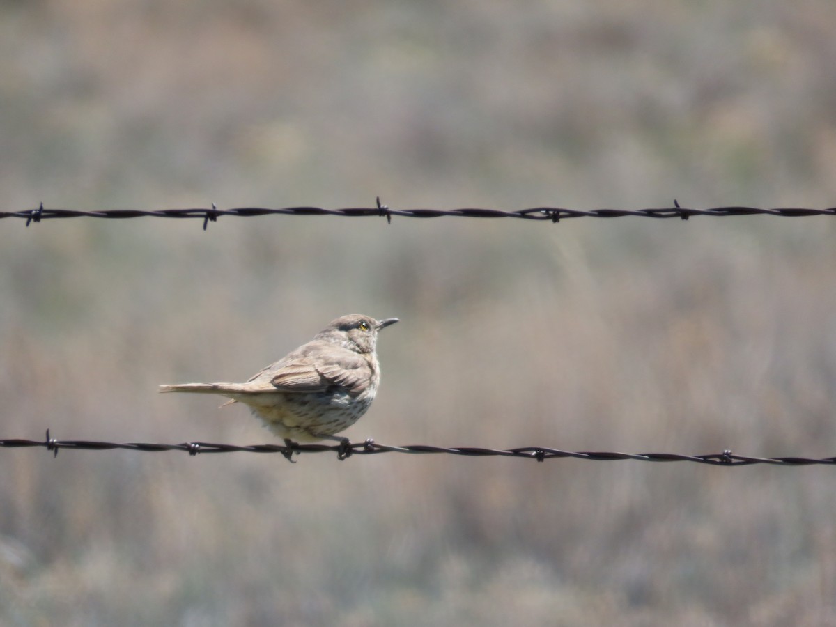 Sage Thrasher - Shay Howlin