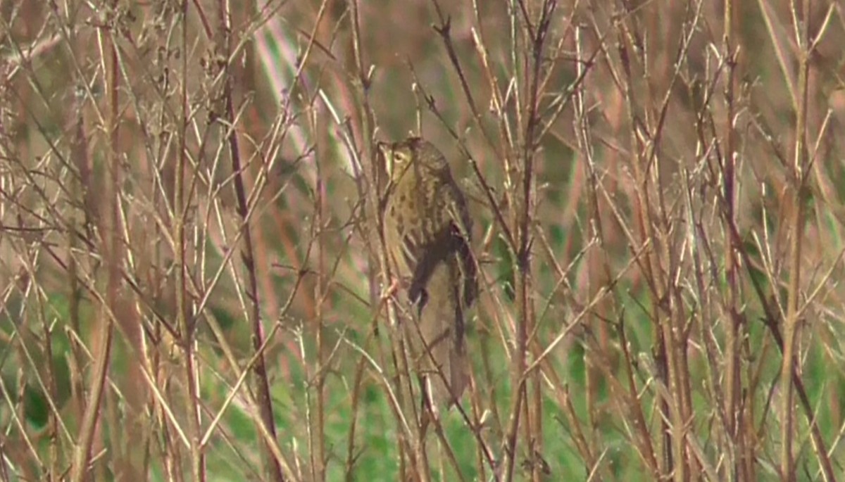 Common Grasshopper Warbler - Christopher Bourne