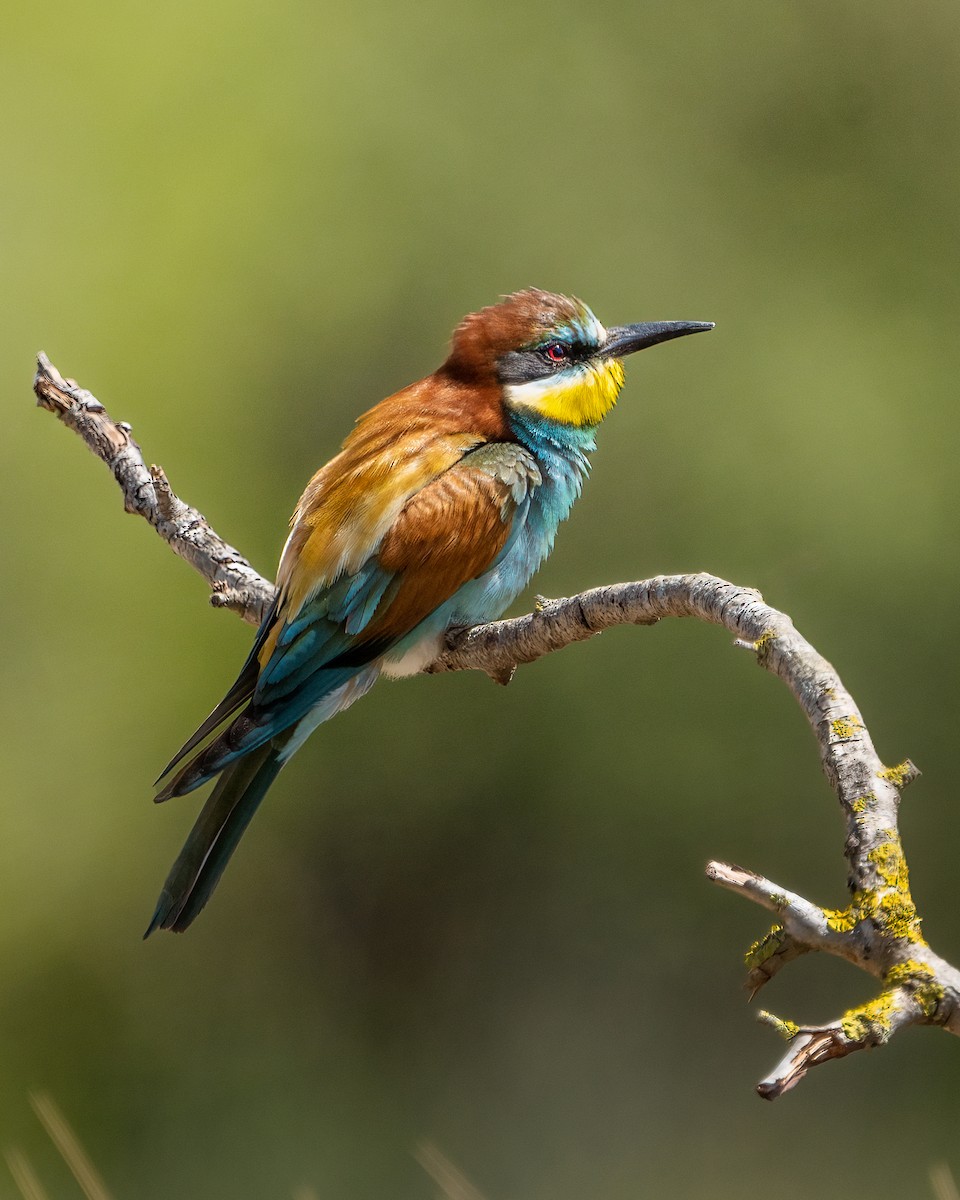 European Bee-eater - ML618493032