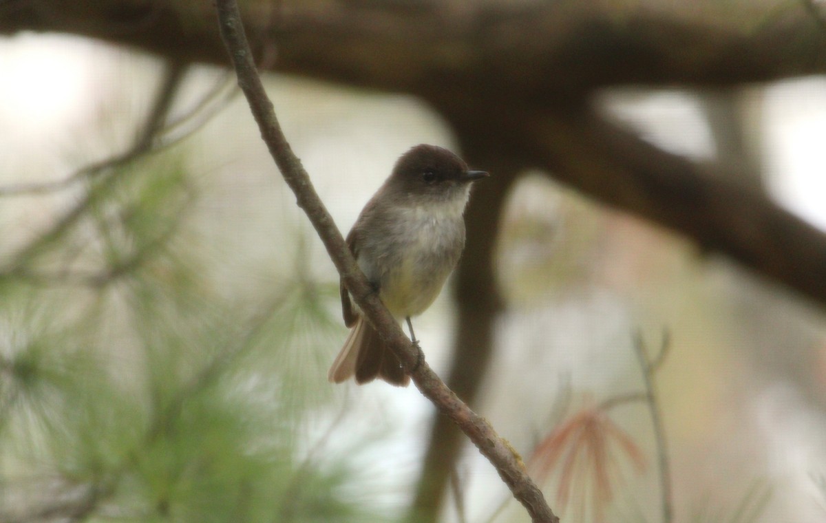 Eastern Phoebe - Hilary Dickson