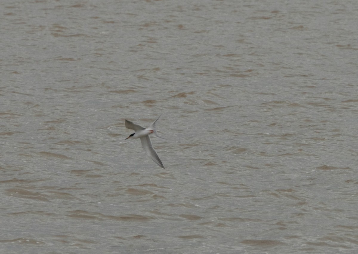 Forster's Tern - Ron Andersen