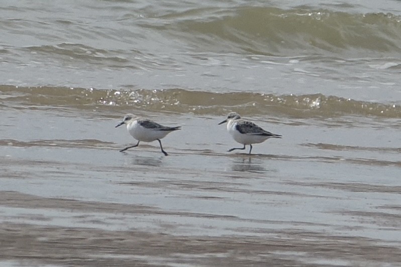 Гурвалж элсэг - ML618493076