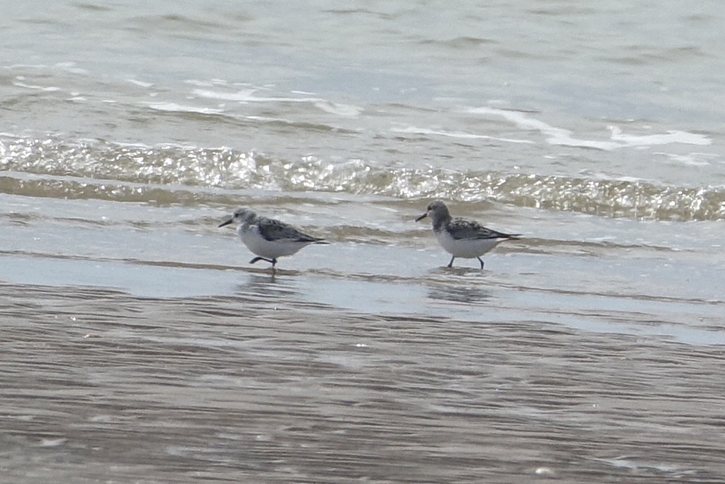 Гурвалж элсэг - ML618493077