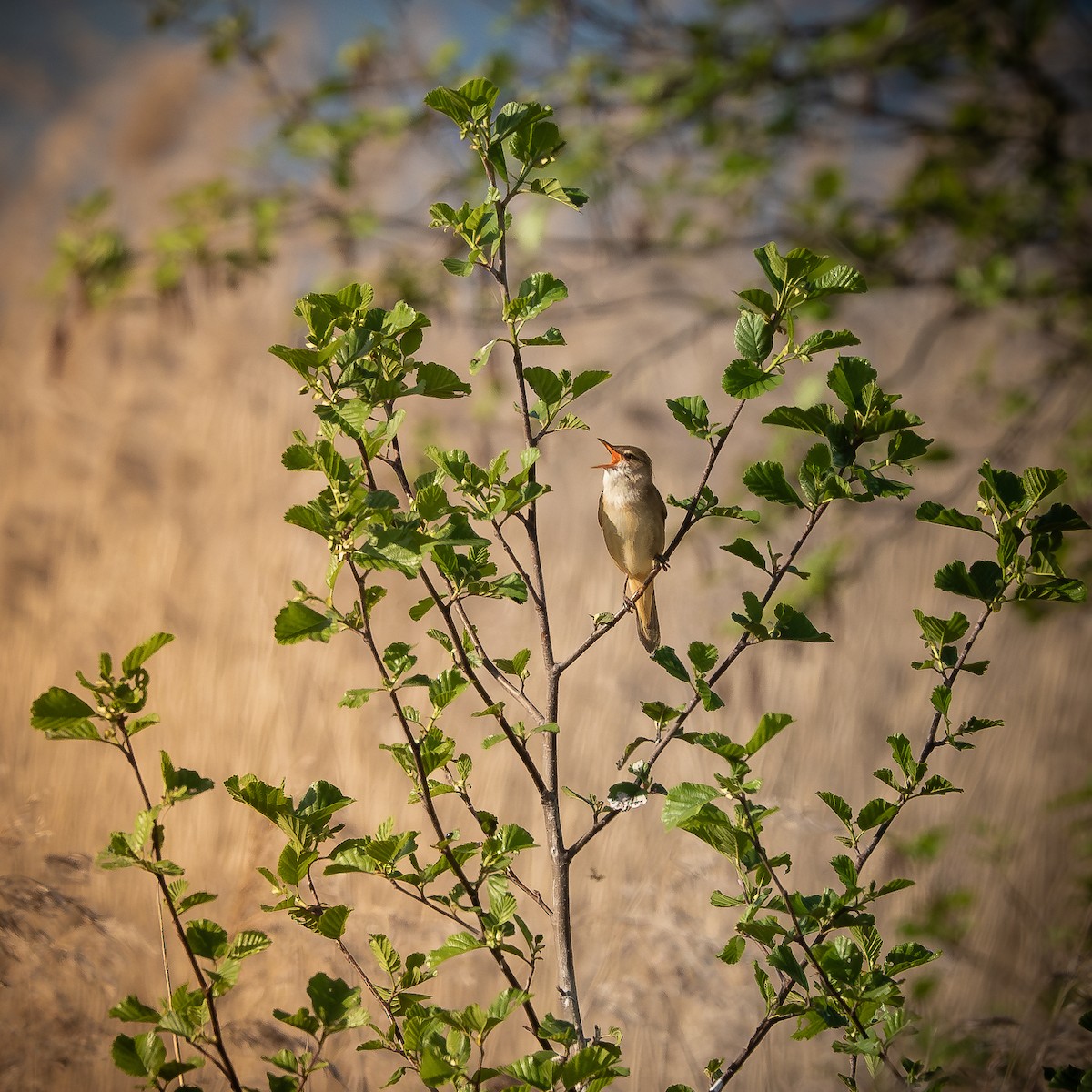 Great Reed Warbler - ML618493091