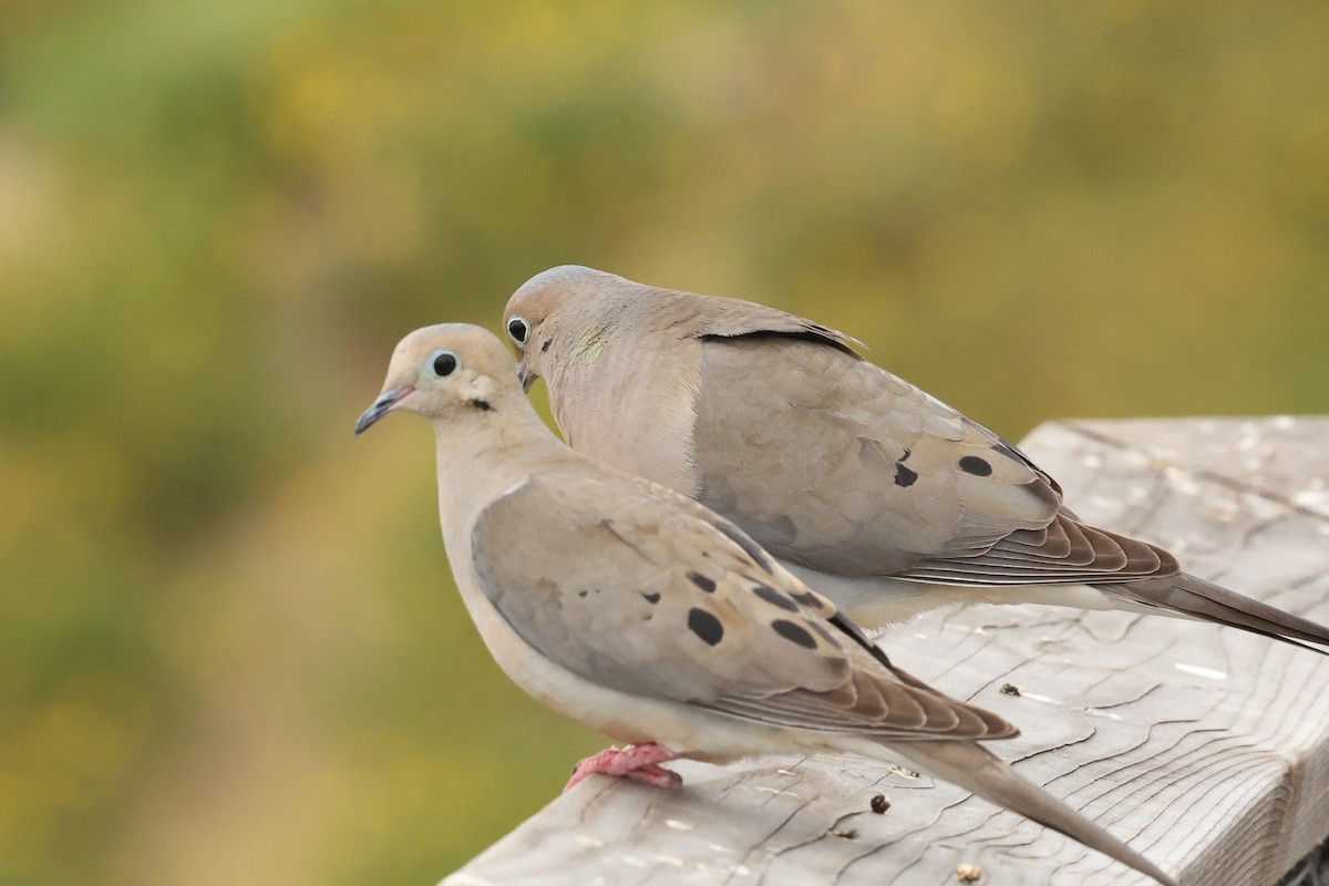 Mourning Dove - ML618493140