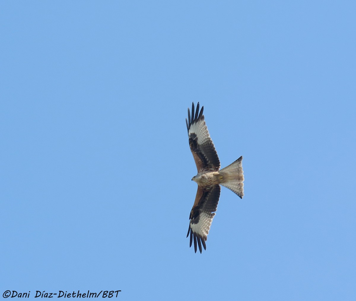 Red Kite - Anonymous