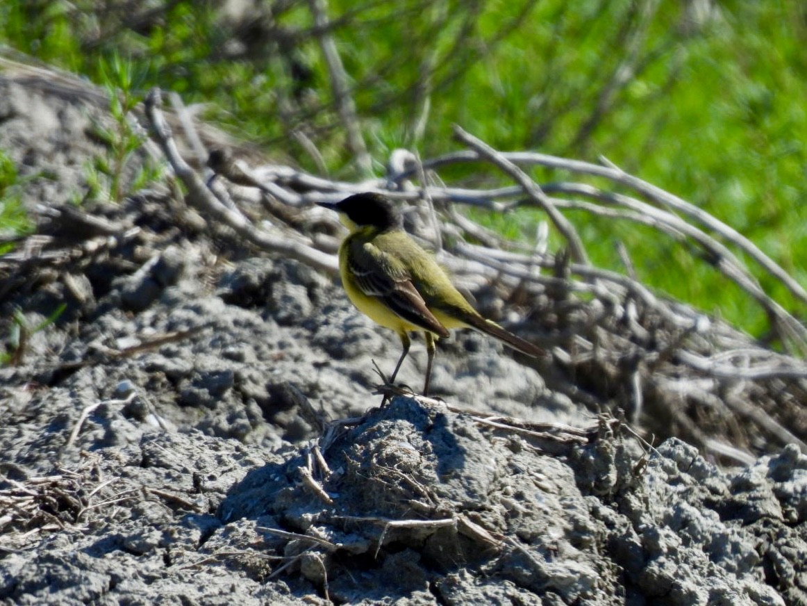 Western Yellow Wagtail - Vaughan Lister