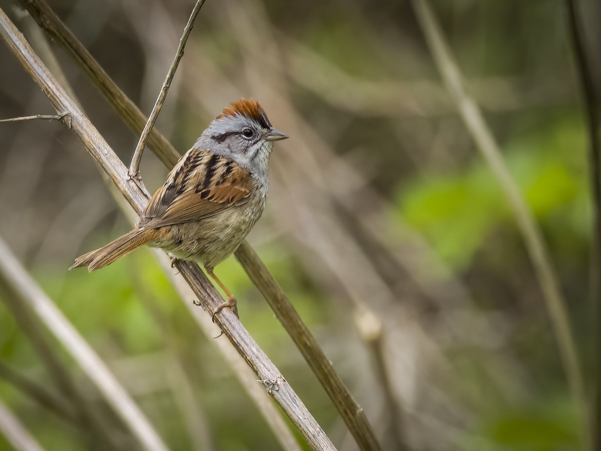 Swamp Sparrow - ML618493165