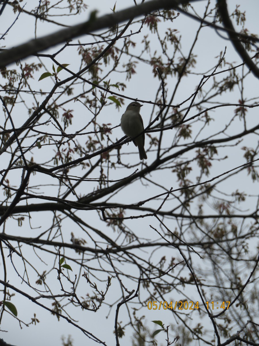 Warbling Vireo - Carina Sa