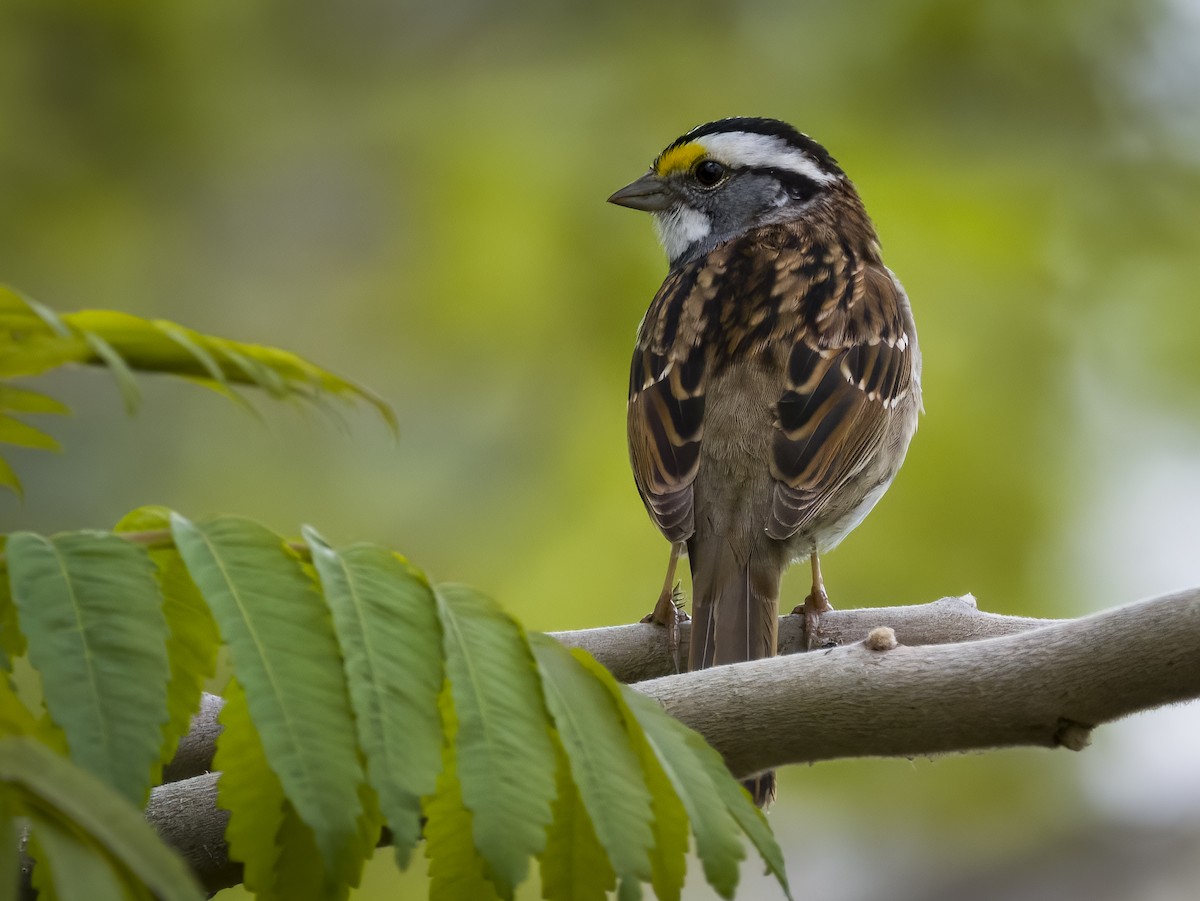 White-throated Sparrow - ML618493181