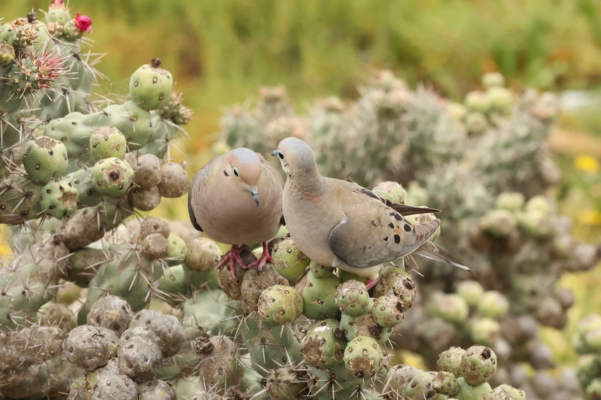 Mourning Dove - ML618493184