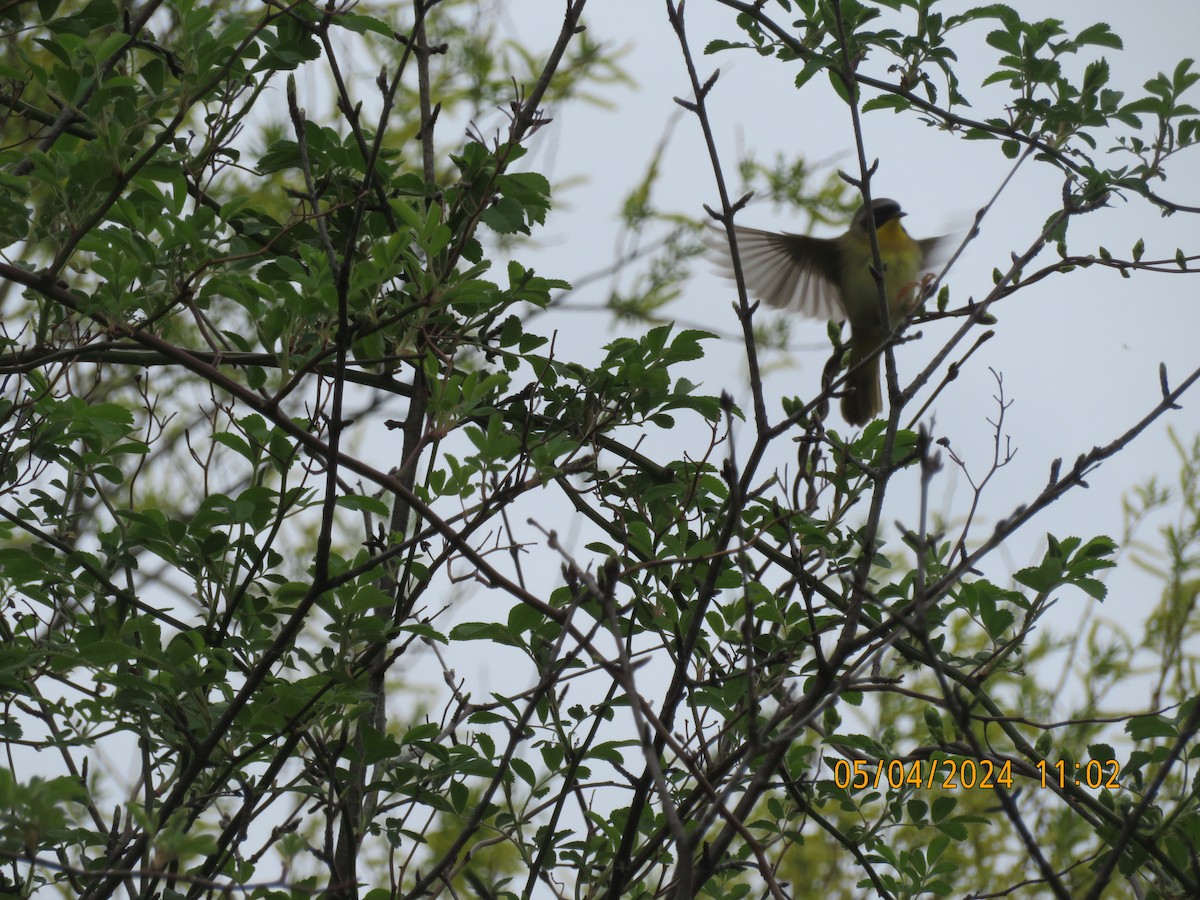 Common Yellowthroat - Carina Sa