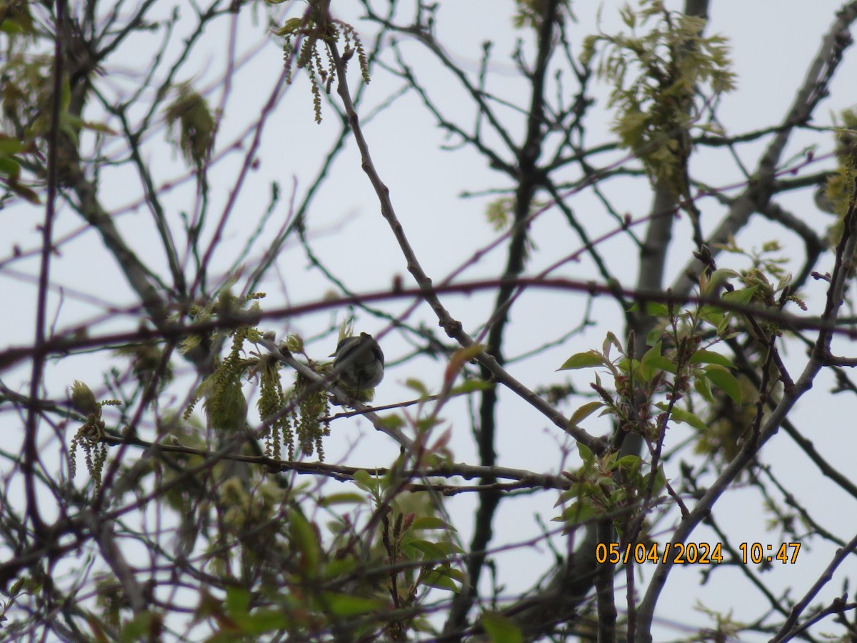 Northern Parula - Carina Sa