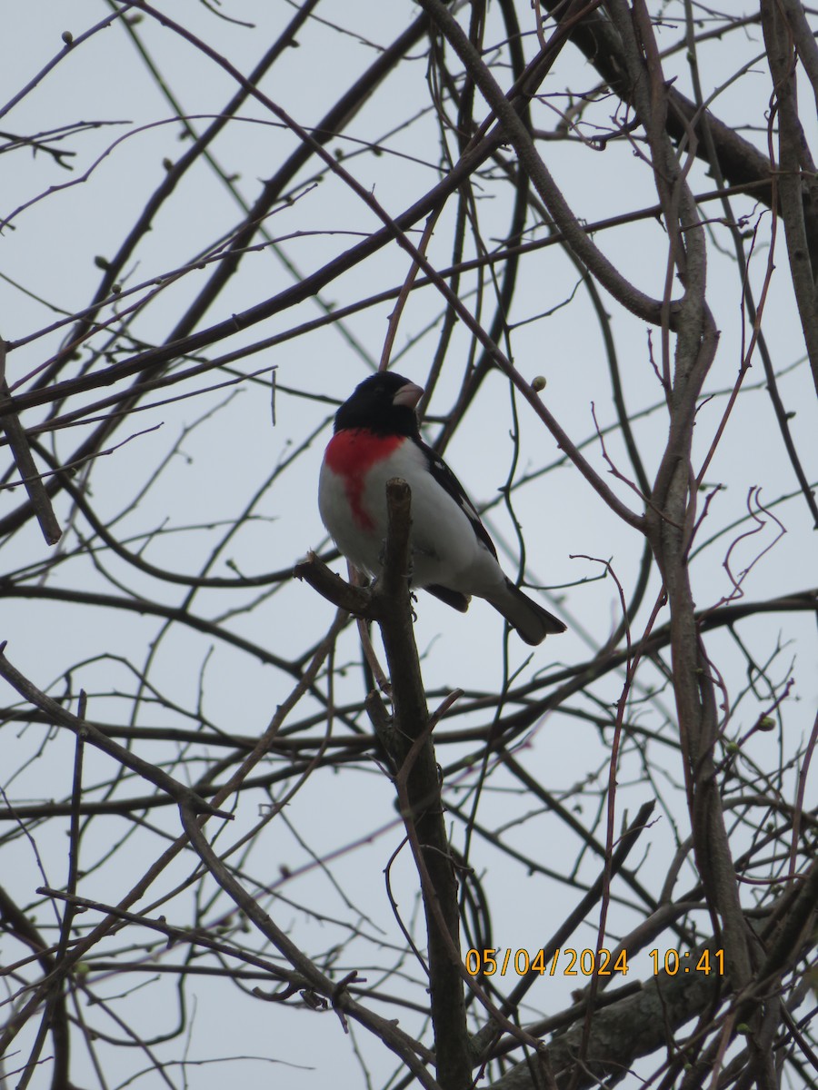 Rose-breasted Grosbeak - Carina Sa