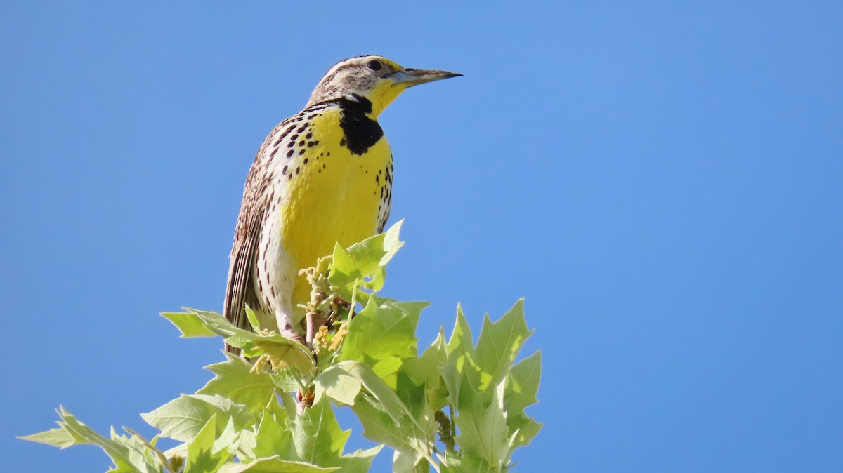 Western Meadowlark - ML618493227