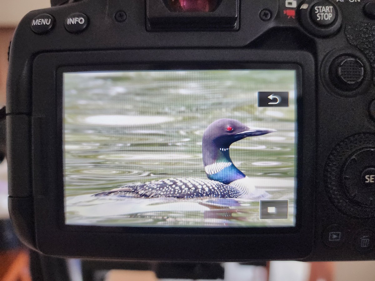 Common Loon - ML618493231