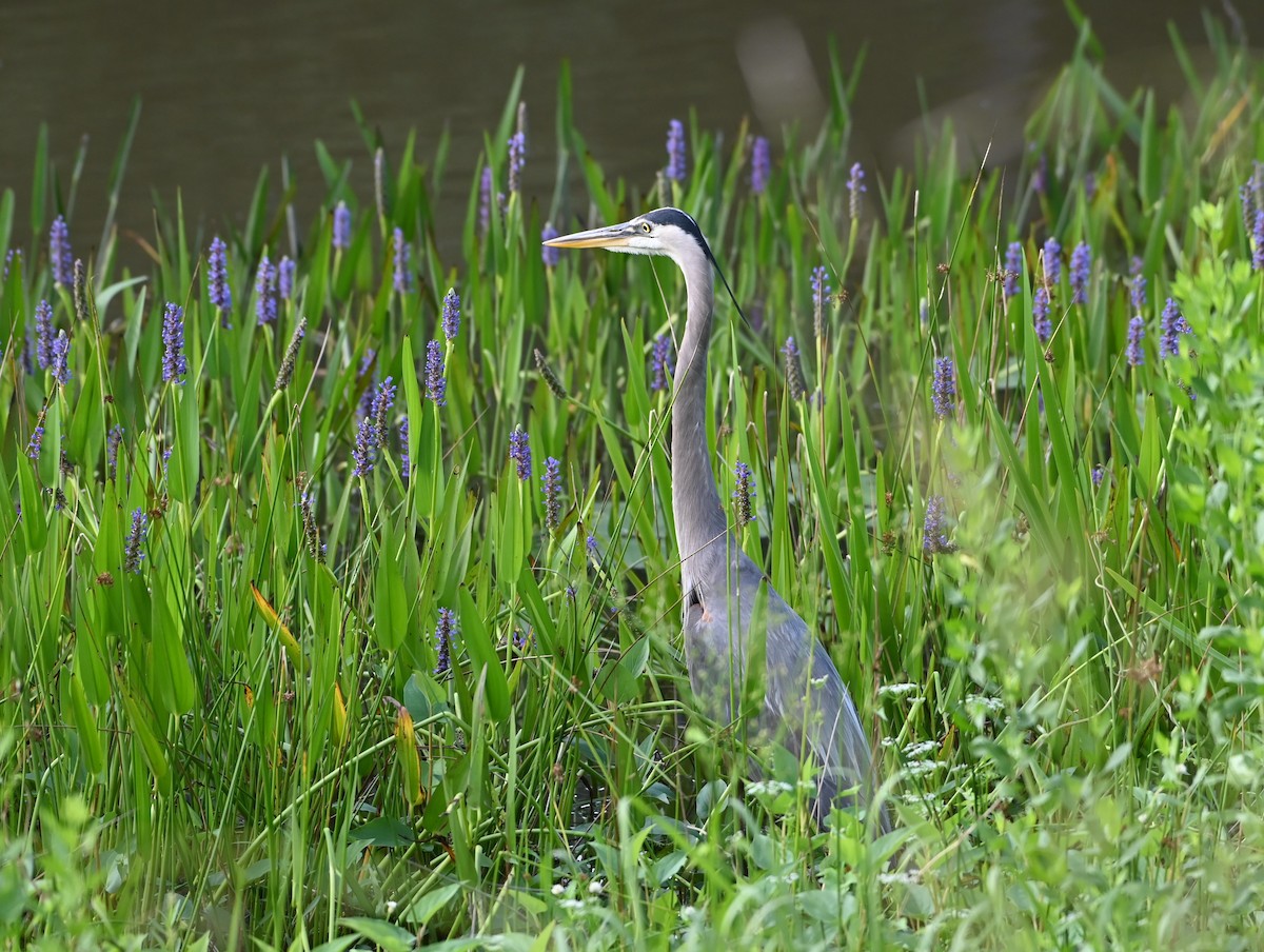 Great Blue Heron - ML618493239