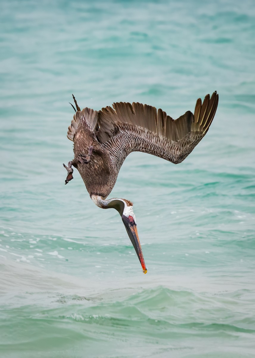 Brown Pelican - ML618493255