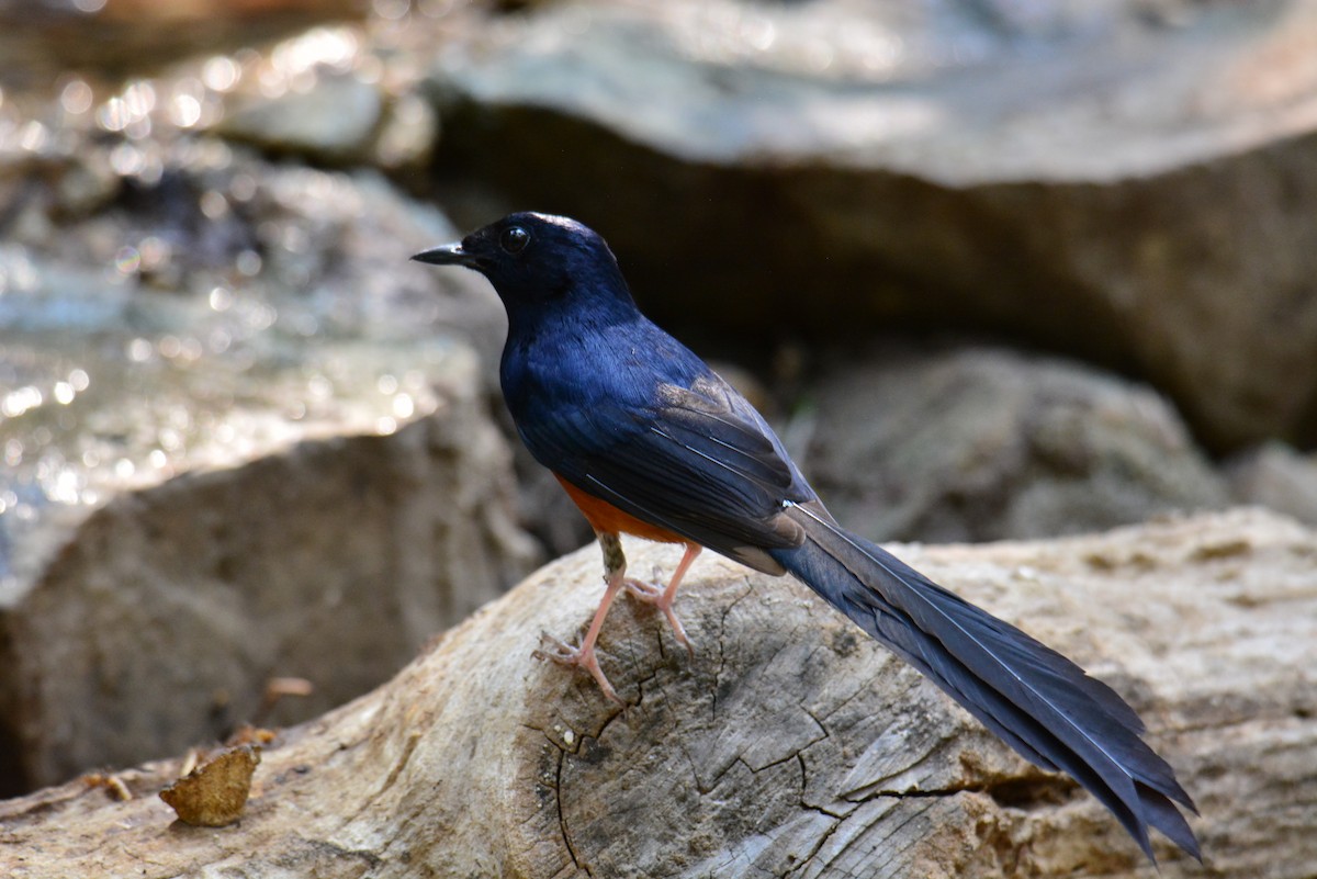 White-rumped Shama - ML618493284